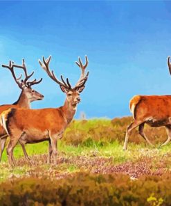 Highland Stag Animals paint by number