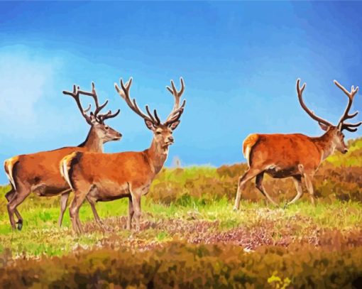 Highland Stag Animals paint by number