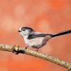 Long Tailed Tit Bird On A Branch paint by number