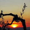 Olive Tree Silhouette At Sunset paint by number