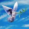 Peace Dove Flying paint by number