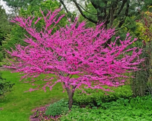 Redbuds paint by number