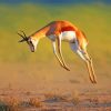 Springbok Jumping paint by number
