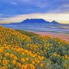 Table Mountain National Park paint by number