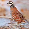 The Northern Bobwhite Bird paint by number