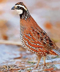 The Northern Bobwhite Bird paint by number