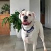 White Boxer Dog paint by number