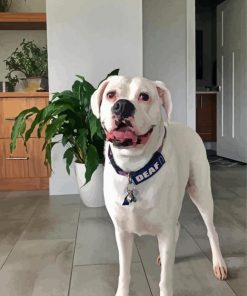 White Boxer Dog paint by number