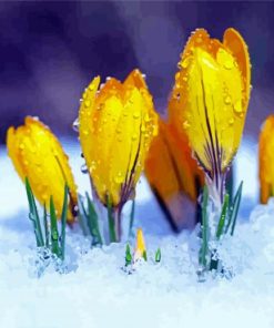 Yellow Spring Flower In Snow paint by number