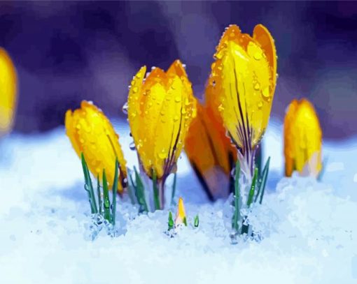 Yellow Spring Flower In Snow paint by number