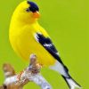 Yellow Finch paint by number