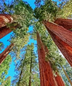 Aesthetic California Redwoods paint by number