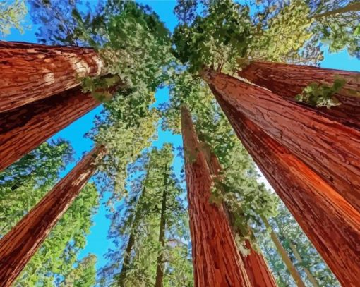 Aesthetic California Redwoods paint by number