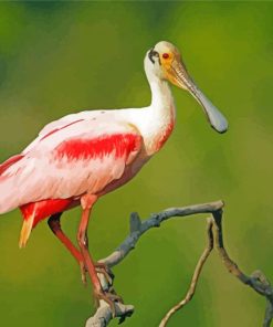 Aesthetic Roseau Spoonbill Art paint by number
