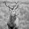 Black And White Highland Stag paint by number