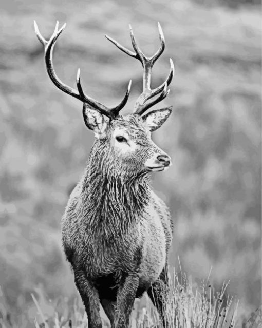 Black And White Highland Stag paint by number