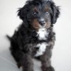 Black Cavoodle Puppy paint by number