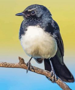 Black Willy Wagtail paint by number