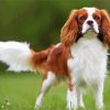 Cavalier king Charles Spaniel paint by number