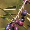 Close Up Olive Trees paint by number