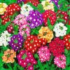 Colorful Flowers Verbena paint by number
