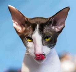 Cornish Rex Cat Head paint by number