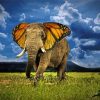 Elephant And Butterfly paint by number