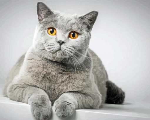 Grey White Cat paint by number