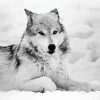 Grey Wolf In Snow paint by number
