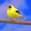 Lonely Yellow Finch paint by number