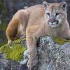 Mountain Lion Cougar Animal paint by number
