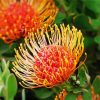 Orange Proteas Flowers paint by number