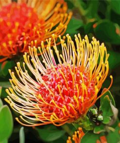 Orange Proteas Flowers paint by number