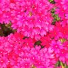 Pink Verbena Flowers paint by number