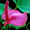 Pink Flamingo Flower paint by number