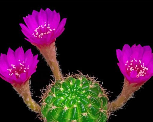 Pink Flowers Blooming Cactus paint by number