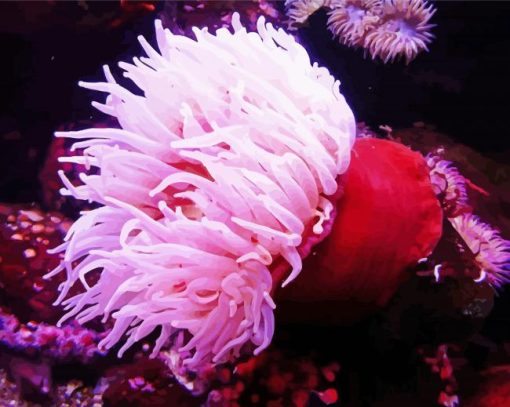 Pink Sea Anemone paint by number