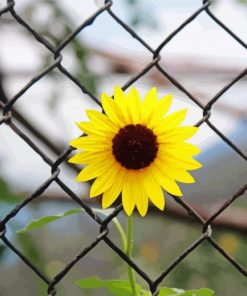 Yellow Flowers And Fence paint by number