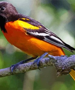Baltimore Oriole On Branch paint by number