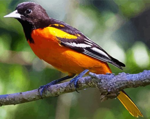 Baltimore Oriole On Branch paint by number