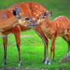 Beautiful Deer And Cubs paint by number