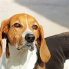 Black And Brown American Foxhound Dog paint by number