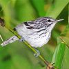 Black And White Warbler On Stick paint by number