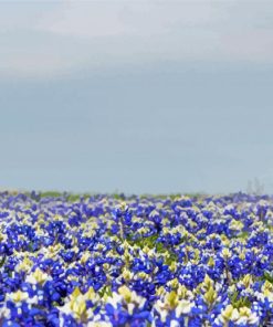 Blue Wildflowers Field paint by number