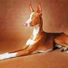 Brown Podenco paint by number