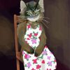 Cat In Dress Art paint by number