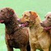 Chesapeake Bay Retriever Dogs paint by number