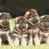 Cute German Shepherd Puppies paint by number