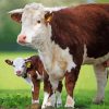 Hereford Cow paint by number