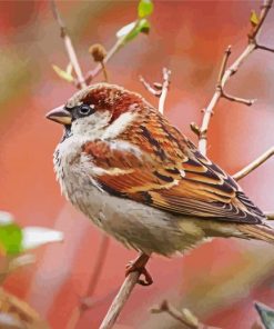 House Sparrow On A Branch paint by number